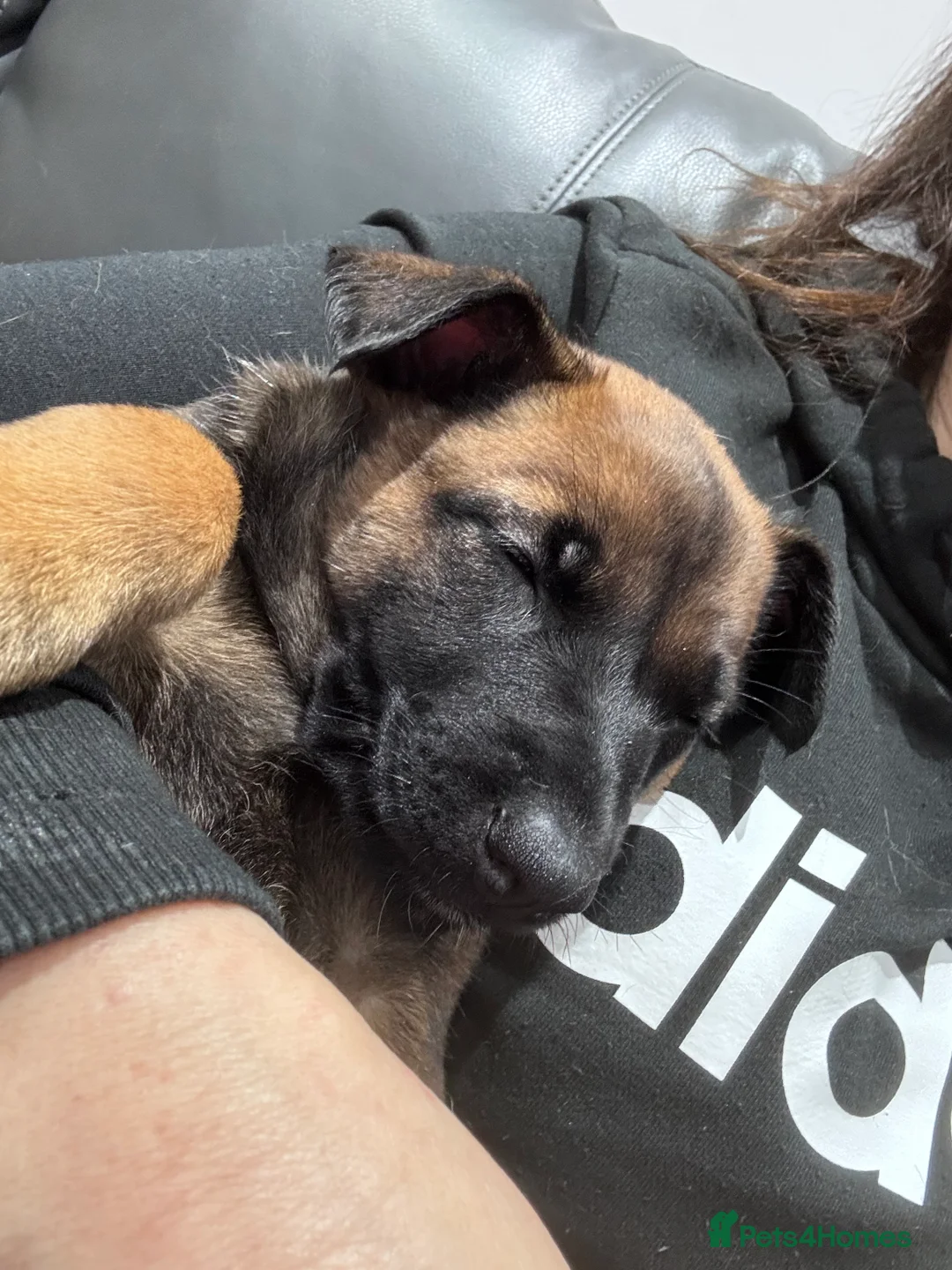 Belgian Shepherd Dog dogs for sale: Belgian Malinois Puppies - Advert 21
