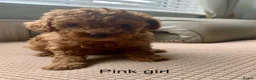 Toy Poodle dogs for sale: Fully health tested Deep Red Toy poodle puppies  - Advert 9