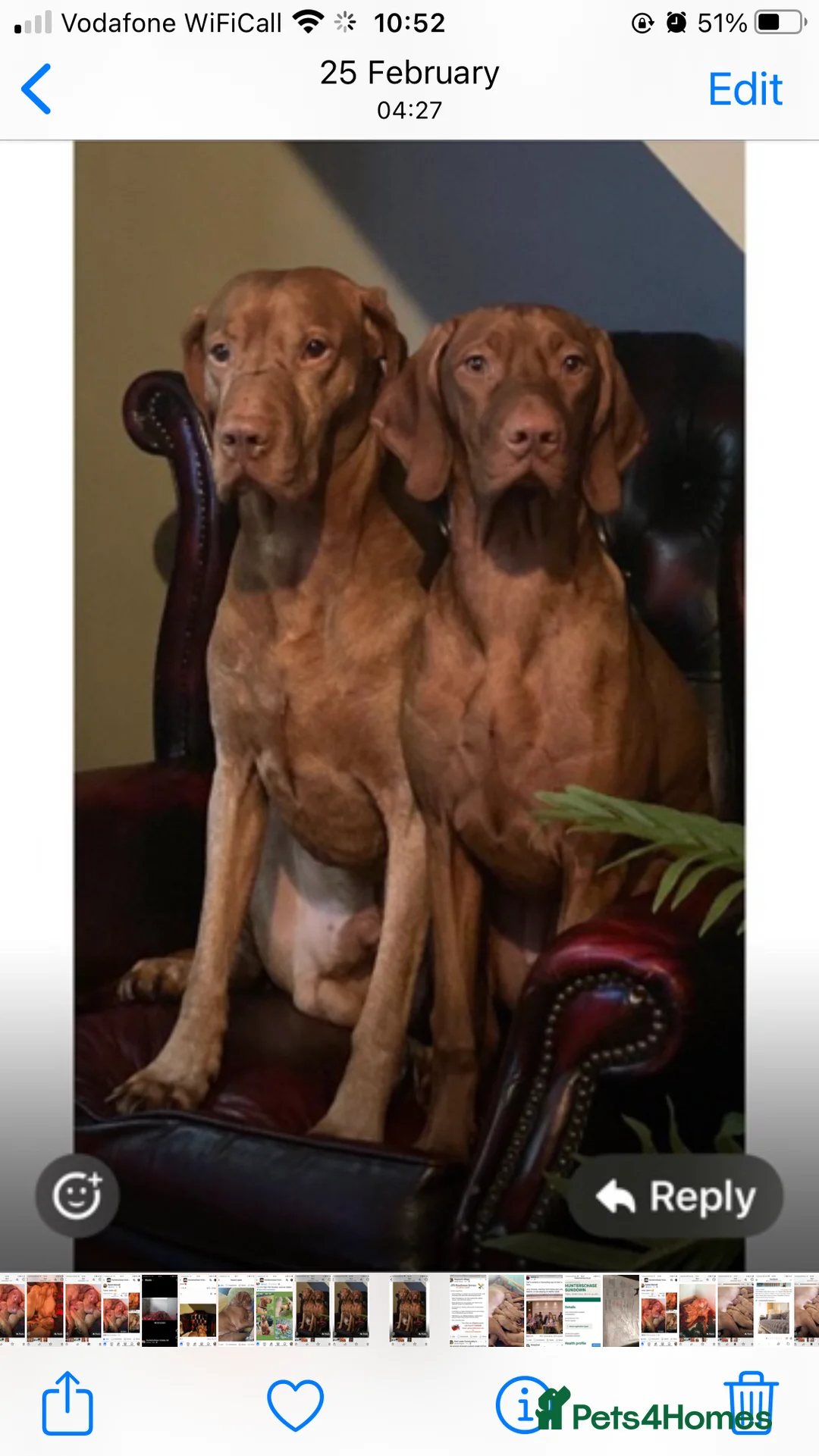 Hungarian Vizsla dogs for sale: KC Pedigree Hungarian Vizslas for sale in Loughborough - Advert 1