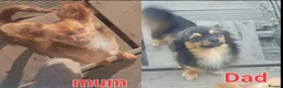 Chihuahua dogs for sale: Looking for Forever Homes  in Sittingbourne - Advert 2