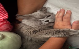 British Longhair cats for sale: Beautiful BritishLonghair looking for a LovingHome - Image 2
