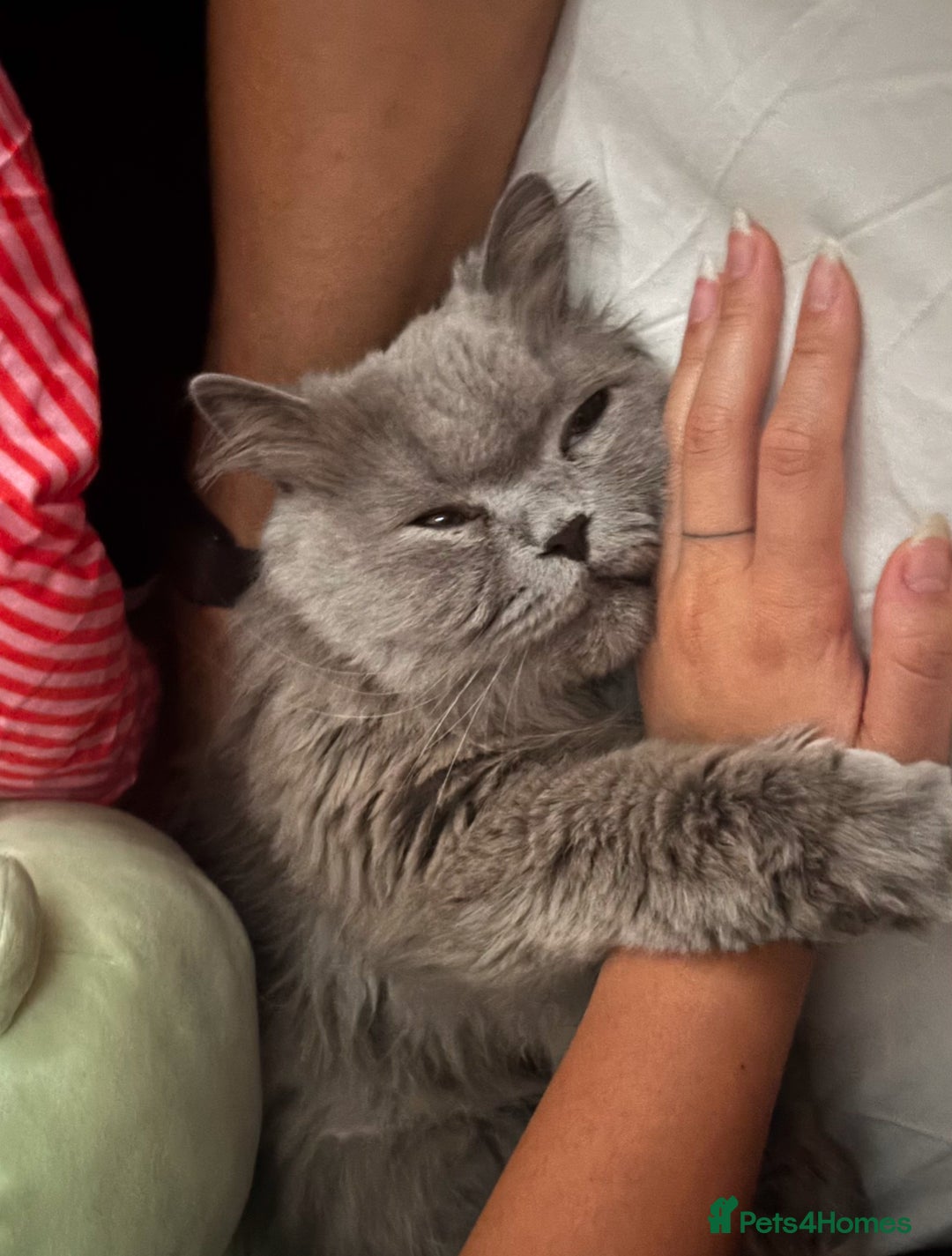 British Longhair cats for sale: Beautiful BritishLonghair looking for a LovingHome - Image 2