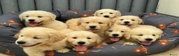 Golden Retriever dogs for sale: TeddyBear Health tested Vaccs KC Golden Puppies - Advert 5