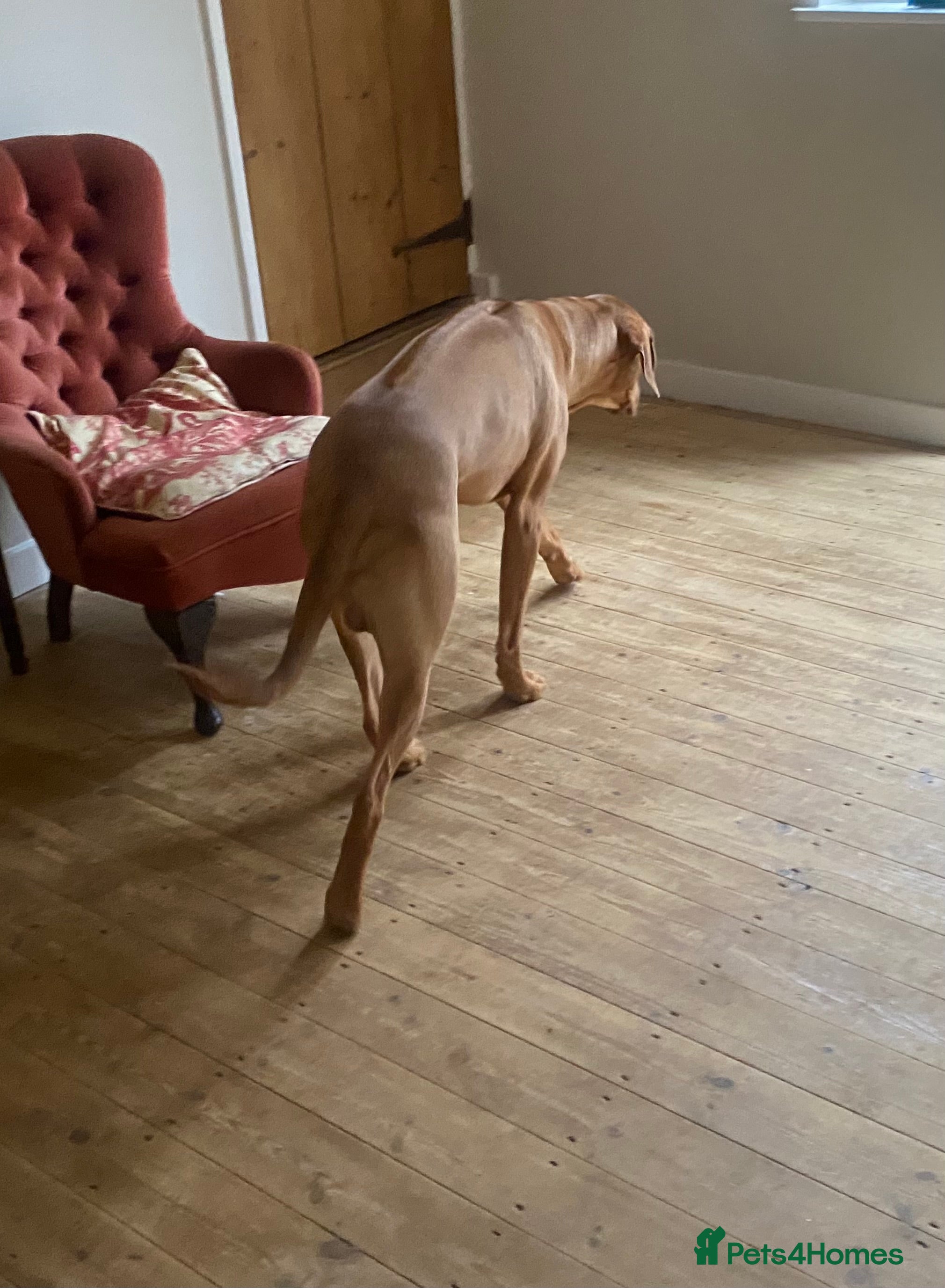 Rhodesian Ridgeback dogs Young Male KC Reg. Ridgeback  - Advert 1