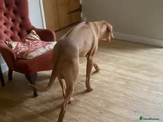 Rhodesian Ridgeback dogs Young Male KC Reg. Ridgeback - Advert 2