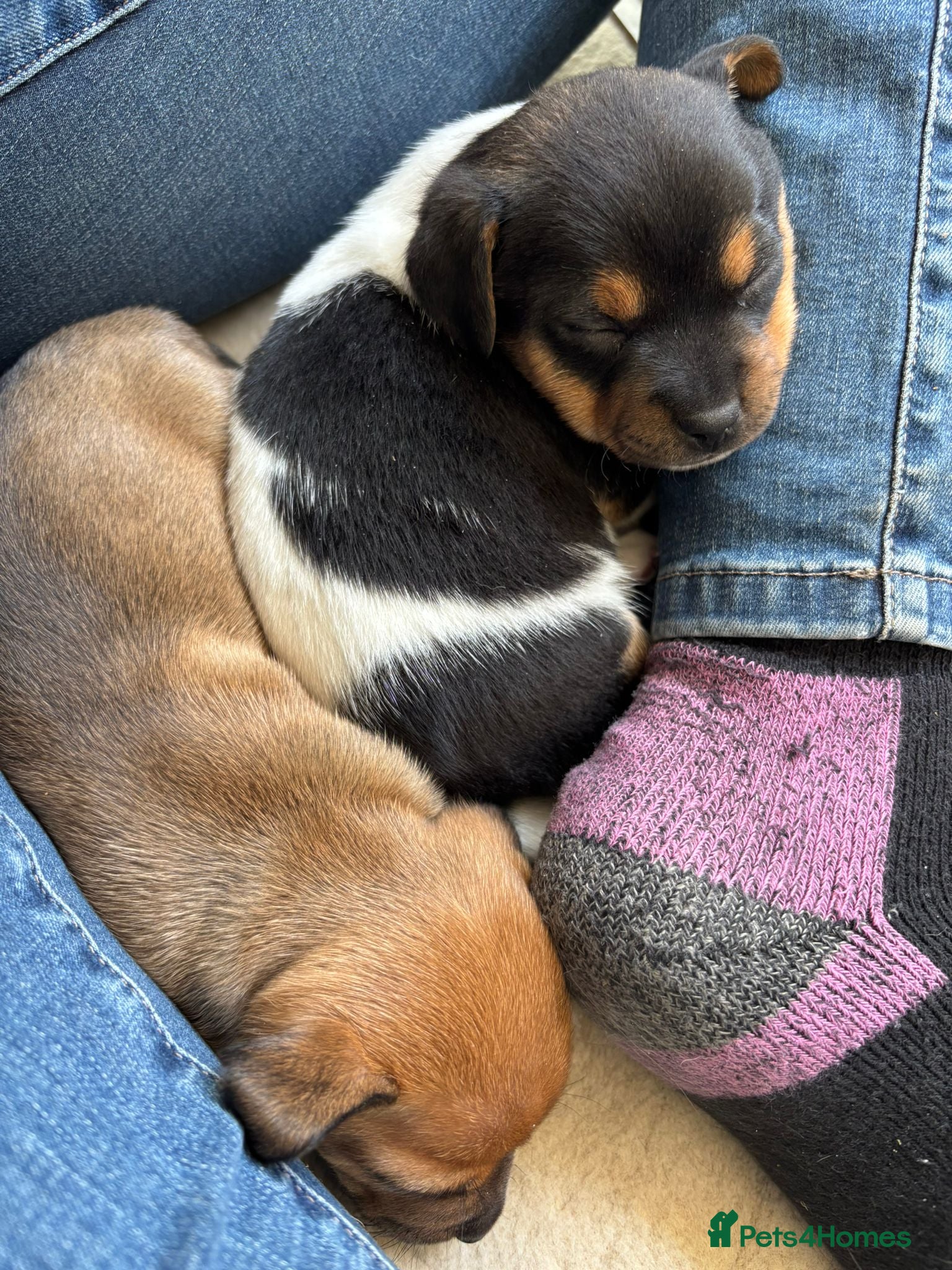 Jack Russell dogs Beautiful Jack Russell puppies for sale - Advert 3