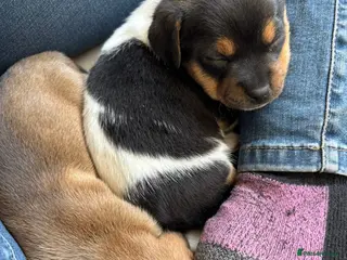 Jack Russell dogs Beautiful Jack Russell puppies for sale - Advert 3