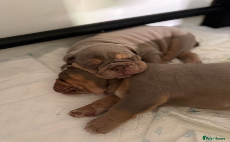English Bulldog dogs - Advert 4