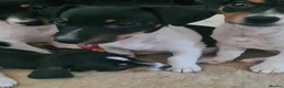 Jack Russell dogs for sale: Jack Russell puppies  in Ashford - Advert 17