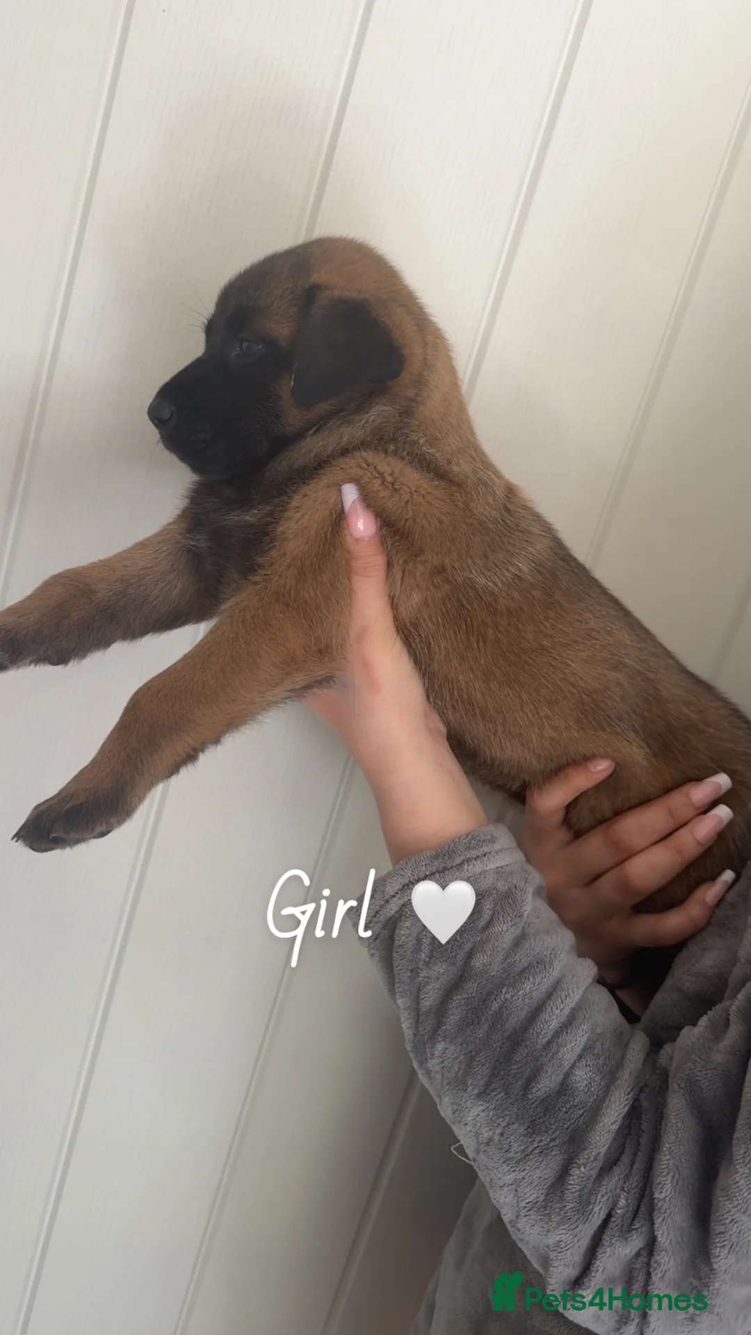 Belgian Shepherd Dog dogs for sale: Belgian Mali Pups - Advert 8