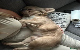 French Bulldog dogs for sale: Fluffy French bulldog  - Image 4