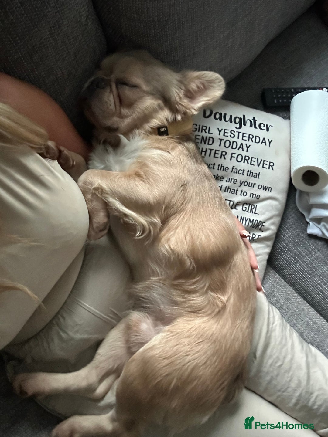 French Bulldog dogs for sale: Fluffy French bulldog  - Image 4