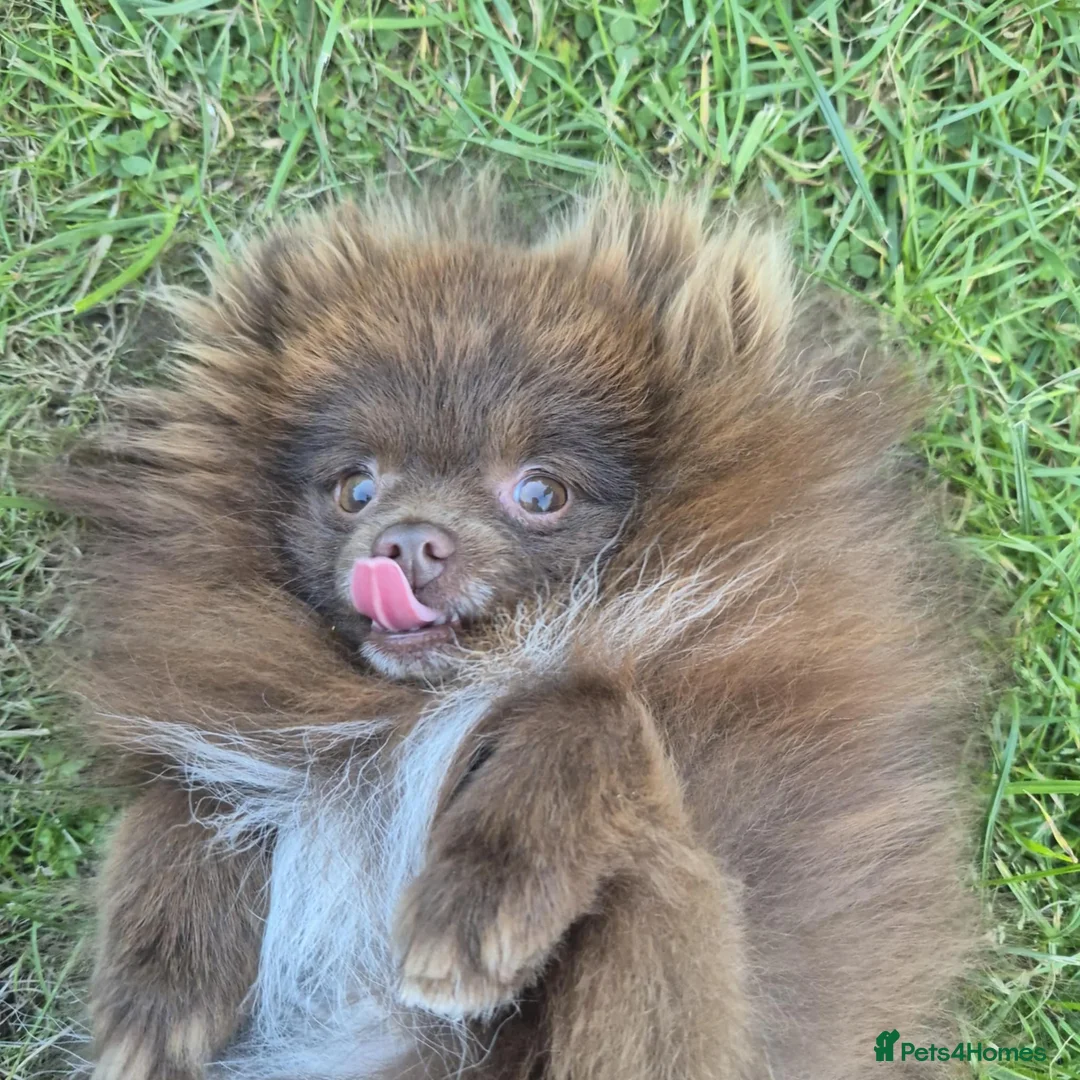 Pomeranian dogs for stud: Pomeranian Stud  - Advert 3