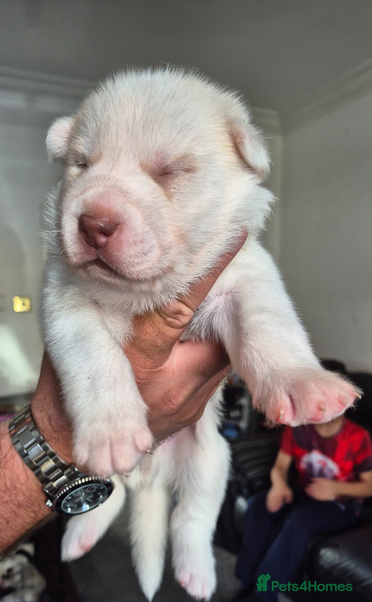 Siberian Husky dogs for sale: Siberian husky puppies  - Advert 3