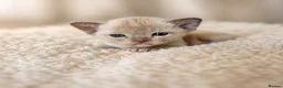 Burmese cats for sale: Outstanding Pedigree Registered Burmese Kittens  - Advert 2