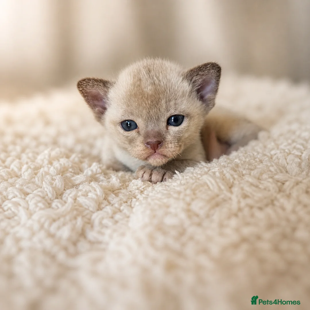 Burmese cats for sale: Outstanding Pedigree Registered Burmese Kittens  - Advert 2