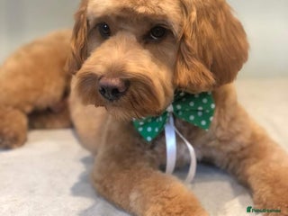 Cockapoo dogs in Leeds - Advert 1