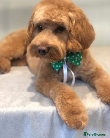 Cockapoo dogs in Leeds - Advert 1