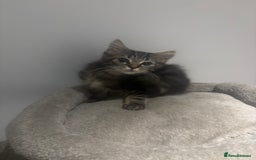 British Shorthair cats for sale: Charming British Shorthair-Siberian Mix kitten - Image 4