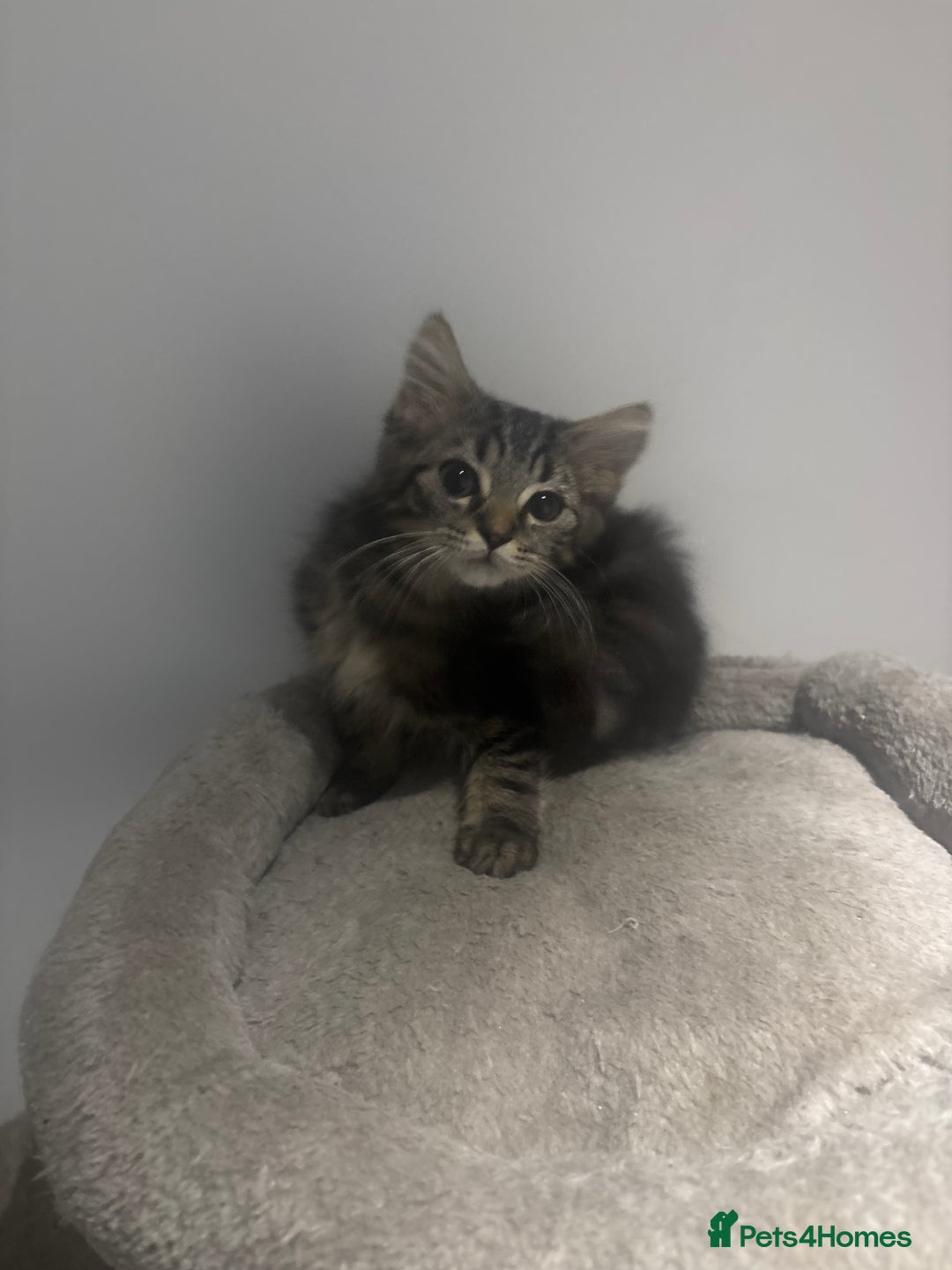 British Shorthair cats for sale: Charming British Shorthair-Siberian Mix kitten - Image 4