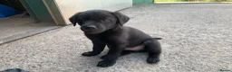 Labrador Retriever dogs for sale: 2 boy Labrador puppies looking for a new home - Advert 4