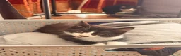 British Shorthair cats for sale: 4 black + white female kittens - Advert 18