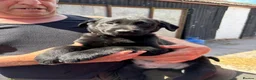 Huntaway dogs for sale: Beautiful Huntaway X Collie Pups - Advert 15