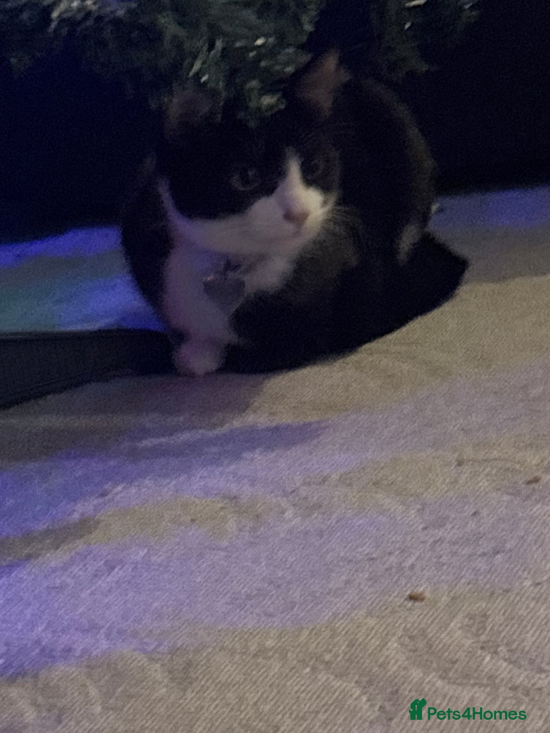 Mixed Breed cats for sale: Buddy - Advert 4