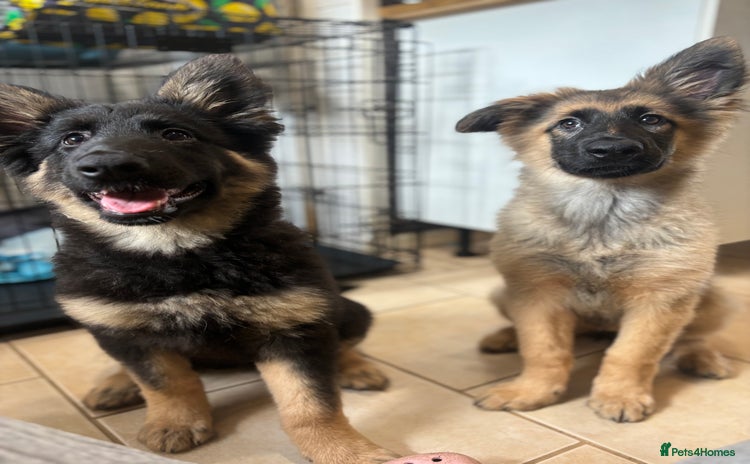 German Shepherd dogs 2x female German shepherd pups available  - Advert 8