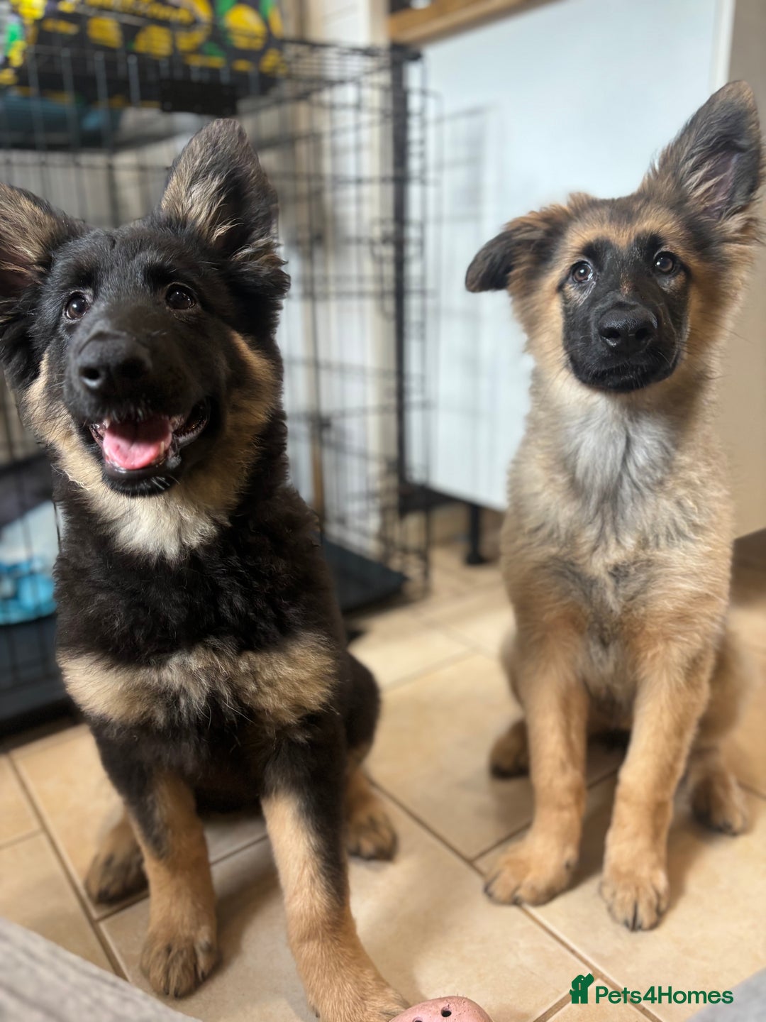 German Shepherd dogs for sale: 2x female German shepherd pups available  - Advert 1