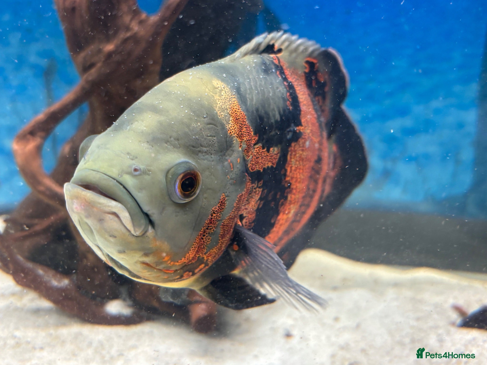 Cichlids fish Beautiful Oscar pair and 1 rusty pleco - Advert 7