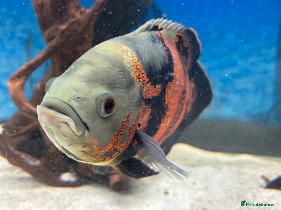 Cichlids fish for sale: Beautiful Oscar pair and 1 rusty pleco - Advert 1