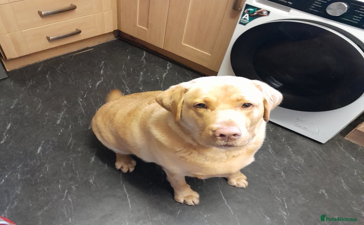 Labrador Retriever dogs - Advert 4