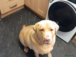 Labrador Retriever dogs - Advert 4