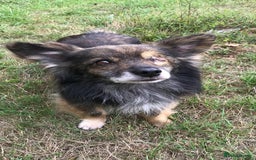 Mixed Breed dogs for adoption: Perfect Companion - Image 1