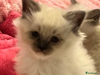 Ragdoll cats 3 Seal mitted male ragdoll kittens - Advert 3