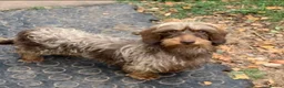 Miniature Dachshund dogs for sale: miniature wire haired dachshund - Advert 10