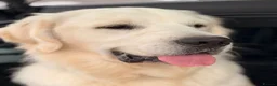 Golden Retriever dogs for sale: 11 month old golden retriever male - Advert 2