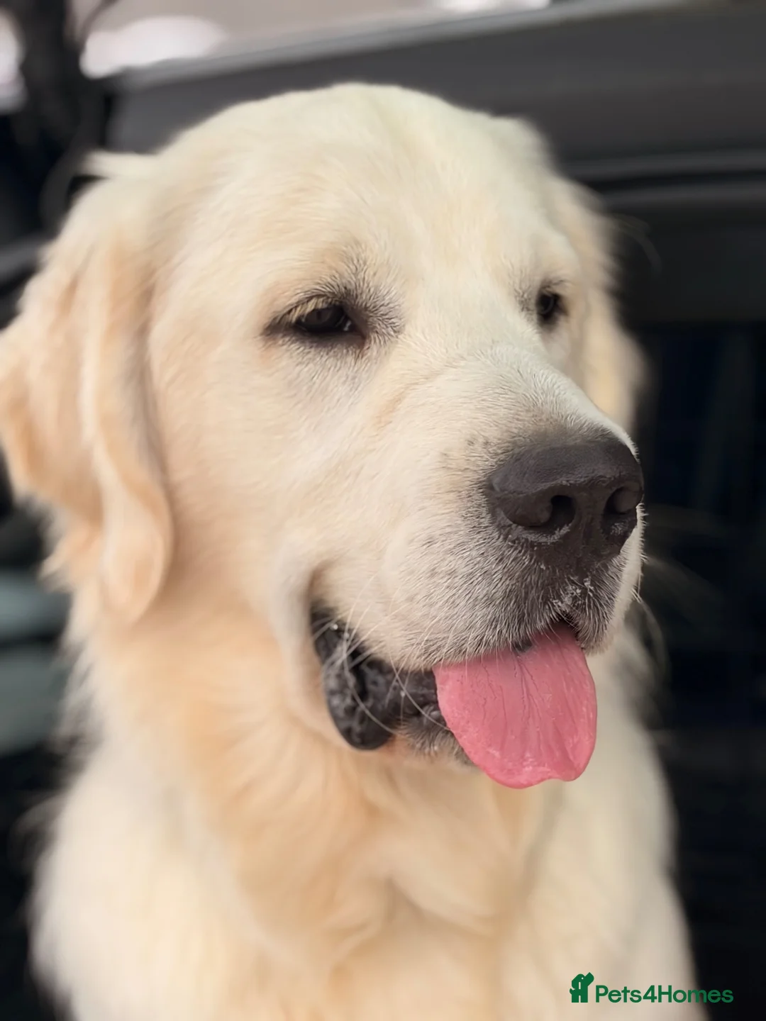 Golden Retriever dogs for sale: 11 month old golden retriever male - Advert 2