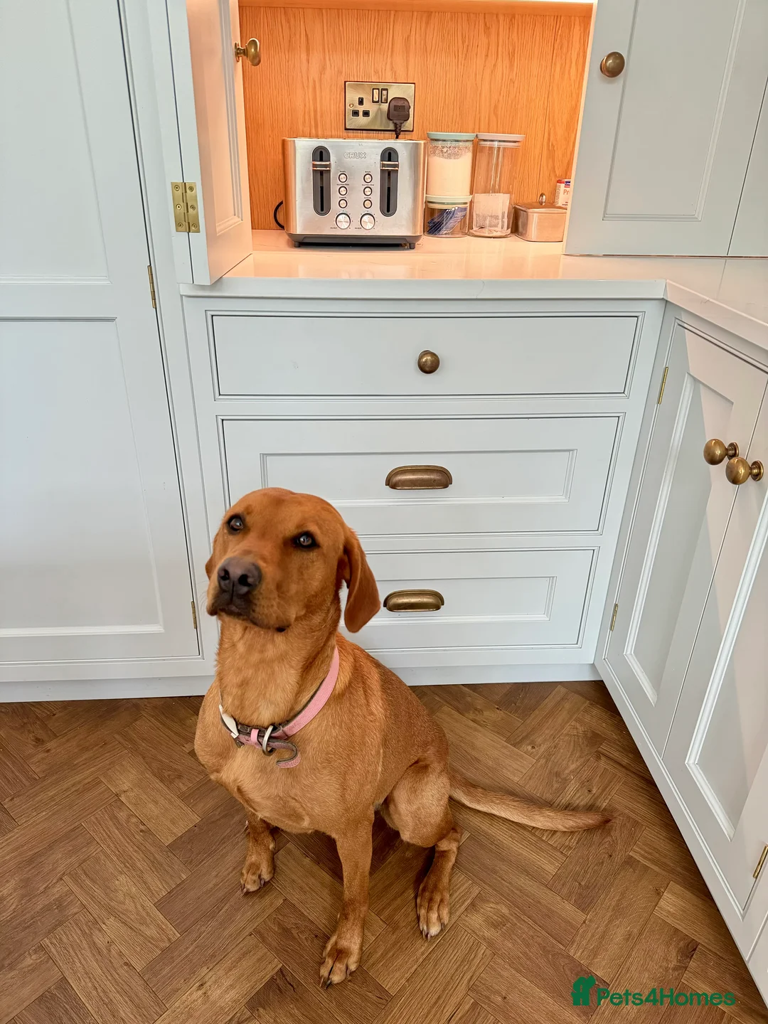 Labrador Retriever dogs for sale: KC Registered, Fox Red Labrador Retriever Puppies - Advert 2