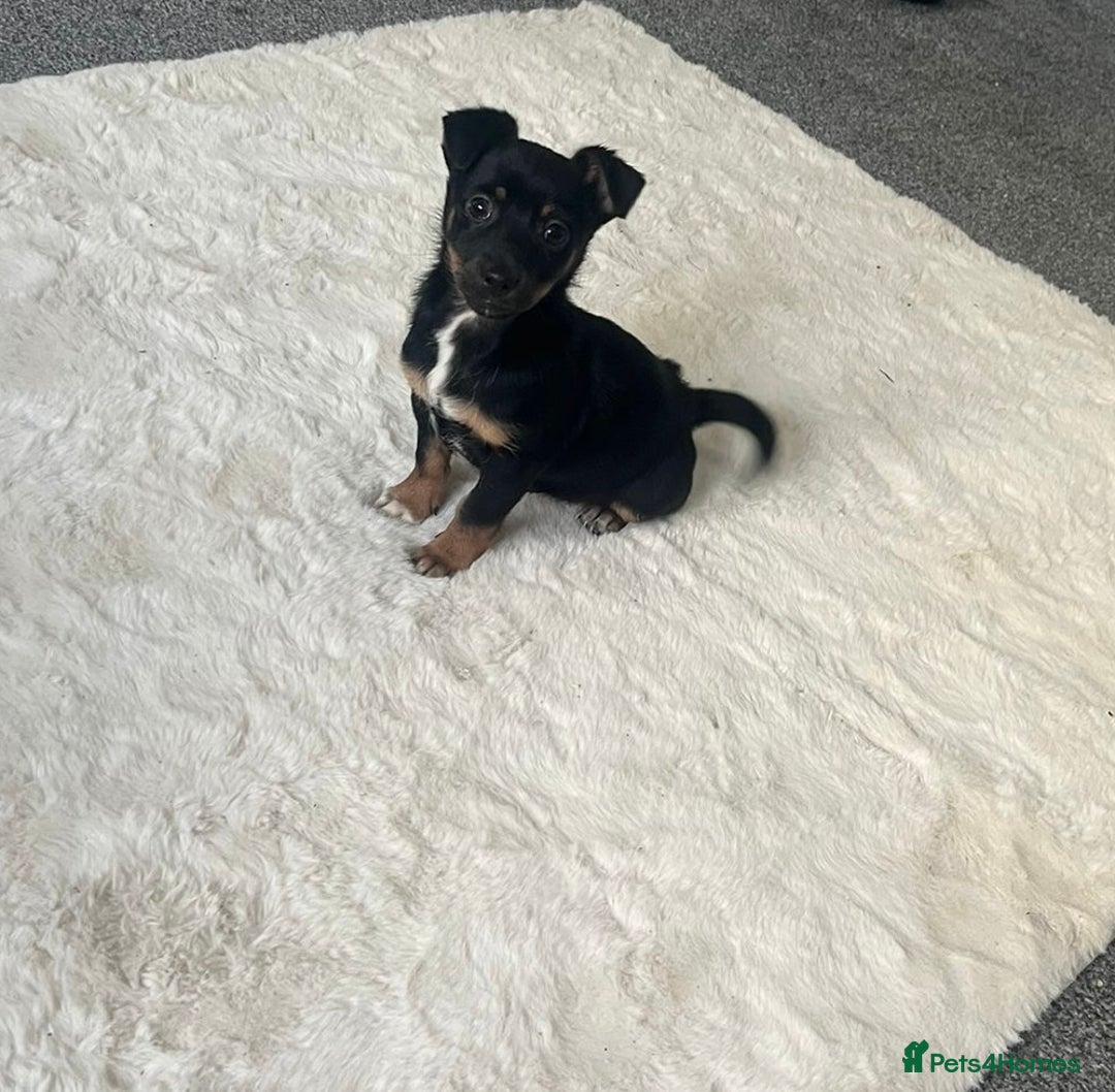 Mixed Breed dogs for sale: daschound x puppy for sale   - Advert 2