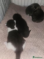 Mixed Breed cats - Advert 14