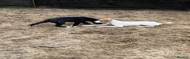 Lurcher Puppy 4