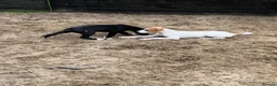 Lurcher dogs for sale: Lurcher pups forsale  in Brecon - Advert 12