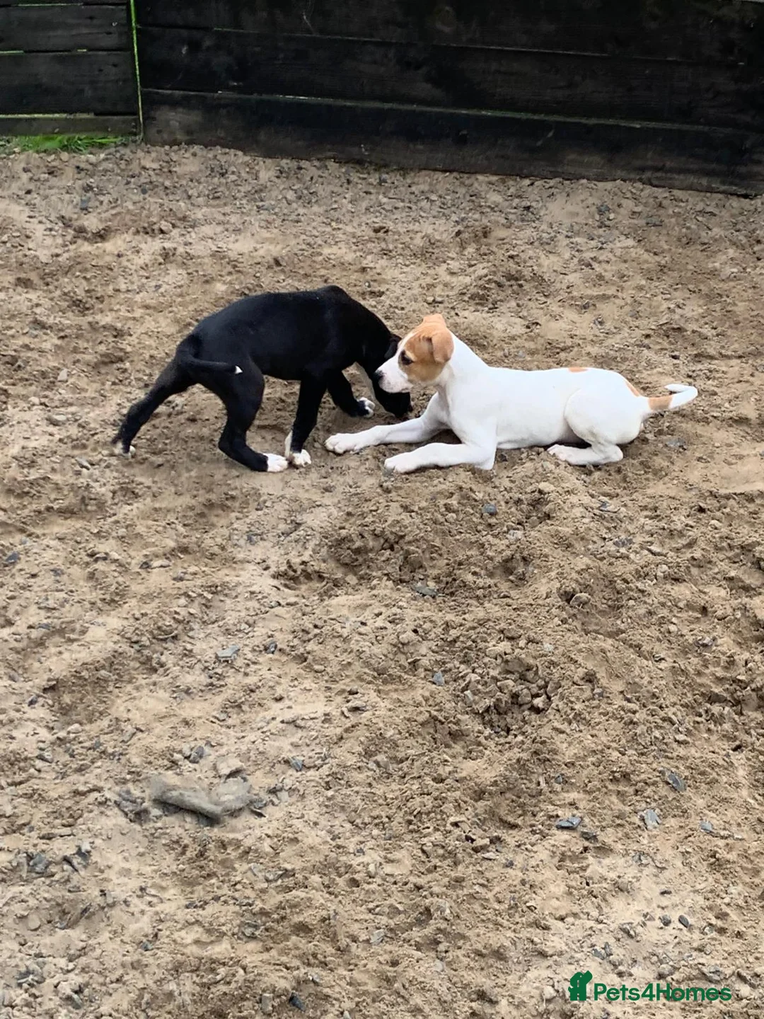 Lurcher dogs for sale: Lurcher pups forsale  in Brecon - Advert 12