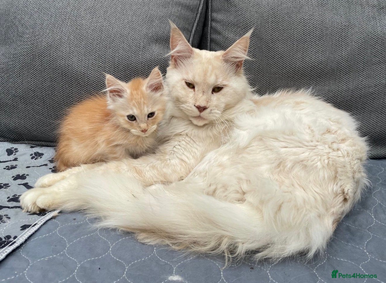 Maine Coon cats Maine Coon Cross Kittens  - Advert 1