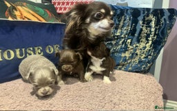 Chihuahua dogs for sale: Beautiful long coat chihuahua girl 🤎💕 - Advert 9