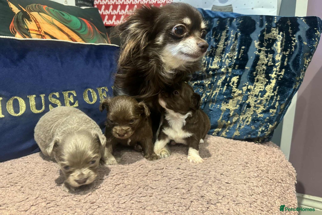 Chihuahua dogs for sale: Beautiful long coat chihuahua girl 🤎💕 - Advert 9
