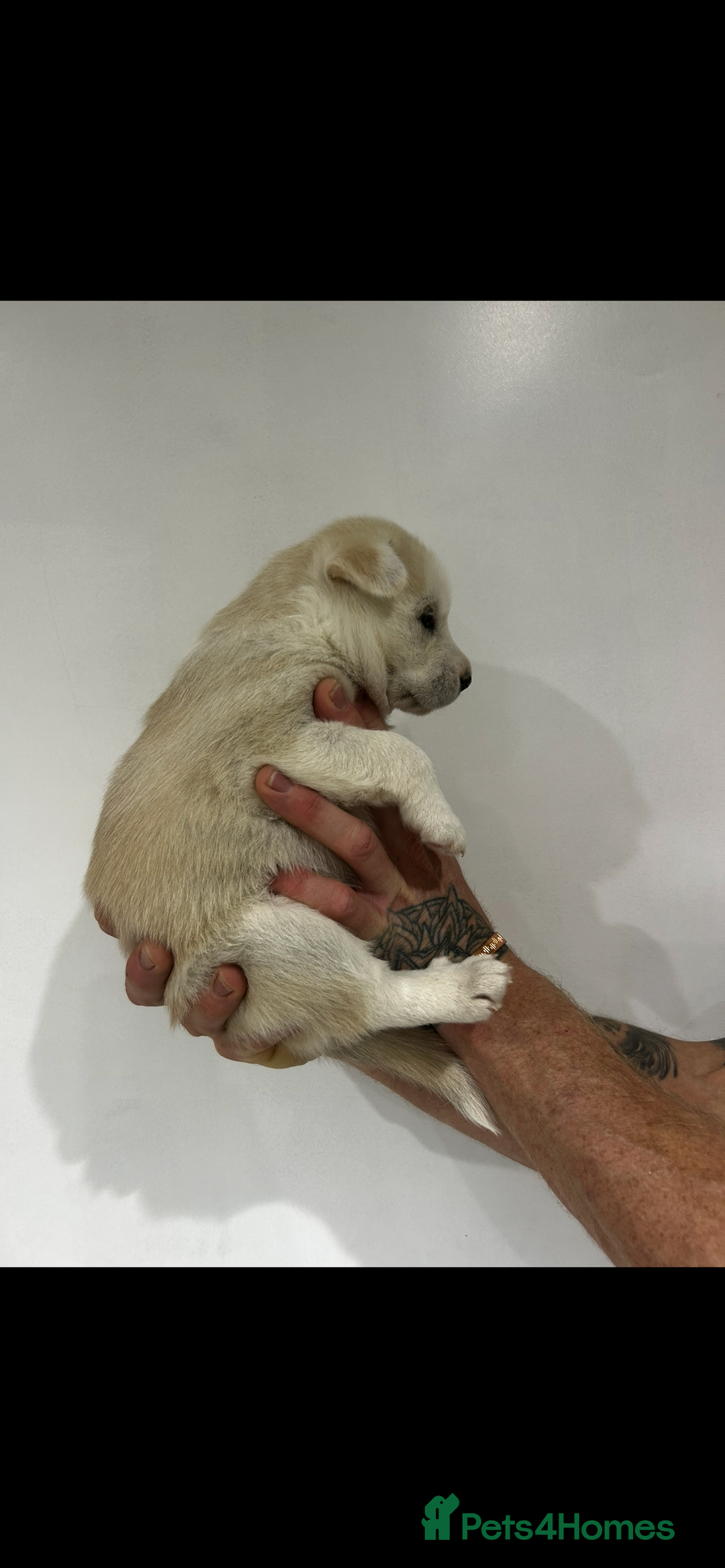 Mixed Breed dogs for sale: Siberian husky - Advert 7