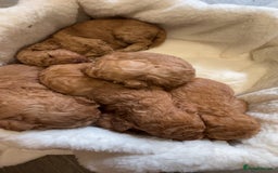 Miniature Poodle dogs for sale: Miniture poodles  - Image 3